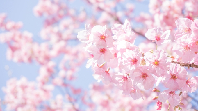 ＊春爛漫＊平日限定〜花よりだんごプラン〜東根で春を楽しもう♪のゝかのお花見プラン【特典付き】